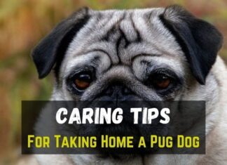 Pug Dog Caring Tips